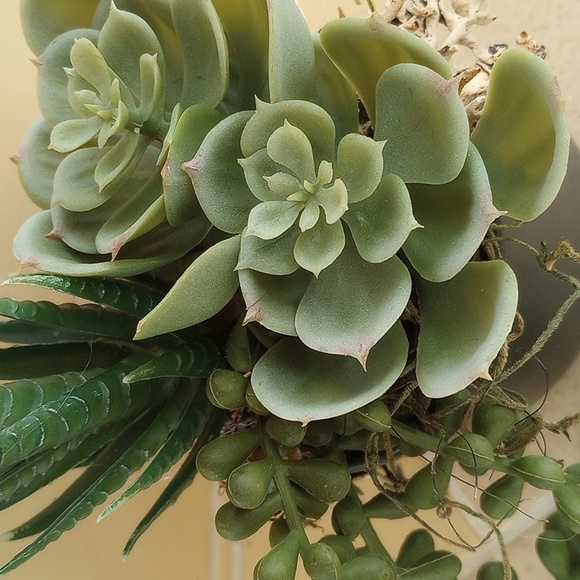 Succulent planter - Picture 2 of 2